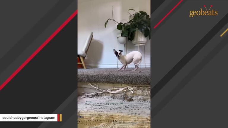 Tiny Dog Was So Frightened In A Texas Shelter She Tried To Make Her Entire Body Disappear