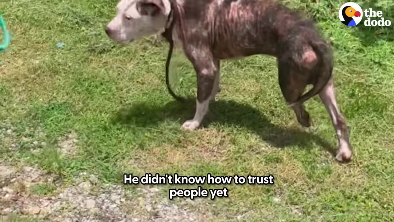 A brindle and white dog stands on a grassy lawn, showing a severely injured or compromised left rear leg.