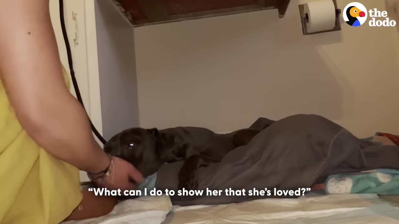 A caretaker gently cradles the head of a small dark dog lying under a grey blanket.