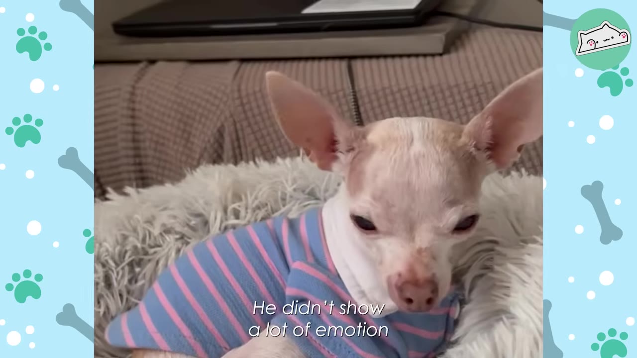 A small white and tan Chihuahua wearing a blue and pink striped shirt lies in a fluffy grey pet bed, looking down with a quiet expression.