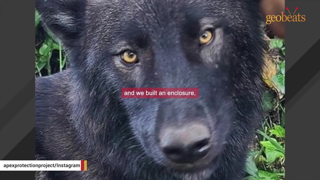 A close-up portrait of a black wolfdog with striking yellow eyes looking towards the camera.