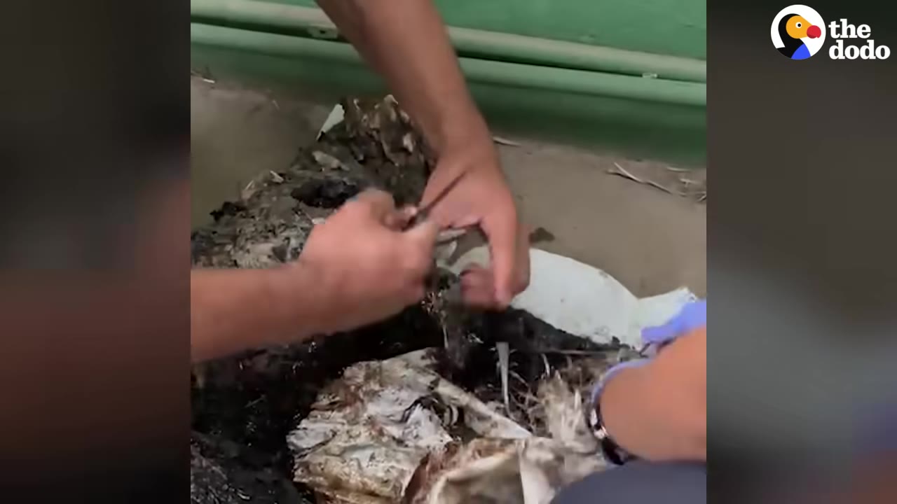 A close-up shot of hands using a tool to carefully cut open a thick, tar-covered layer to free a trapped animal.