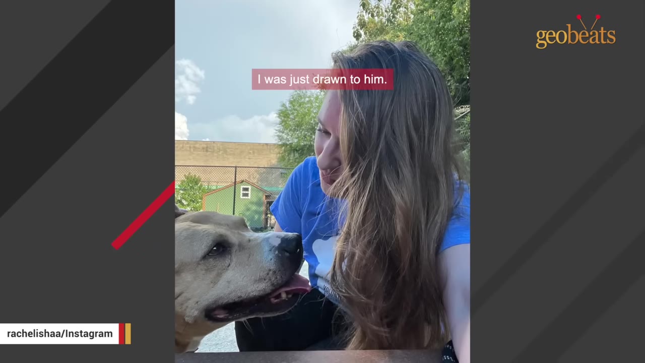 A woman with long brown hair wearing a blue volunteer shirt looks down affectionately at a light brown dog who is looking back up at her.