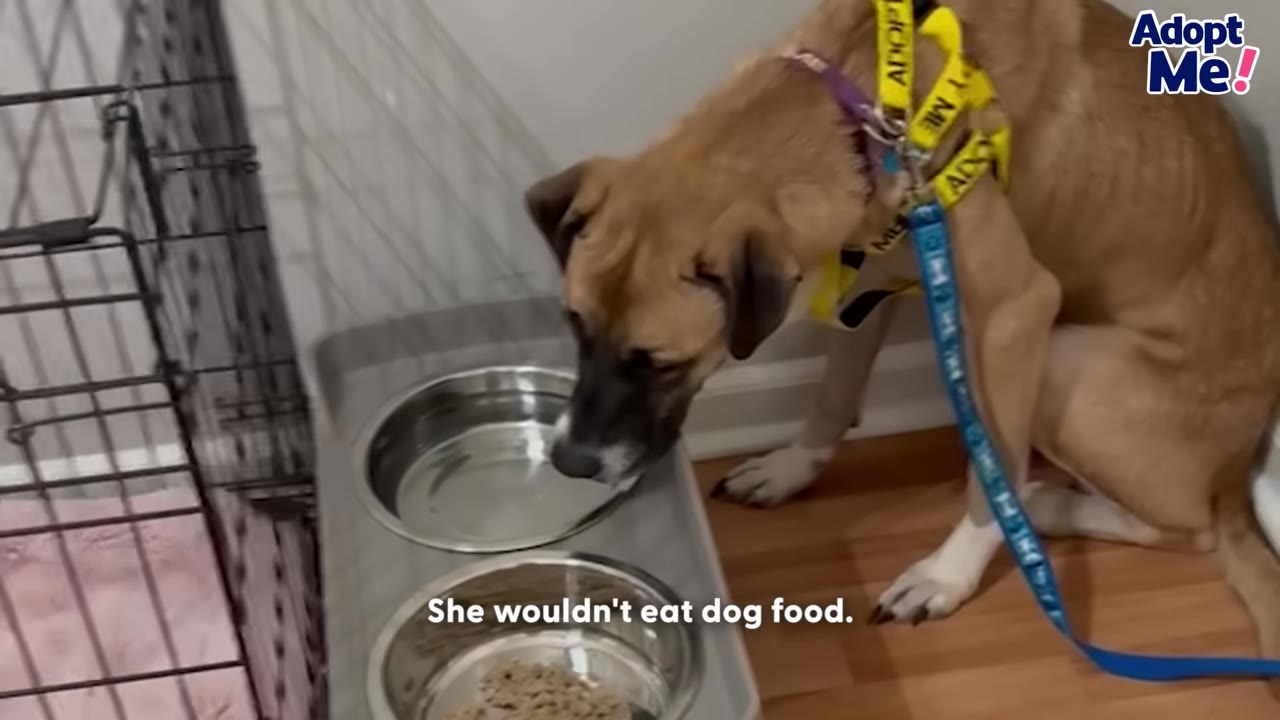A tan dog with a black muzzle and a yellow harness looks down sadly at a metal bowl filled with dog food, refusing to eat.