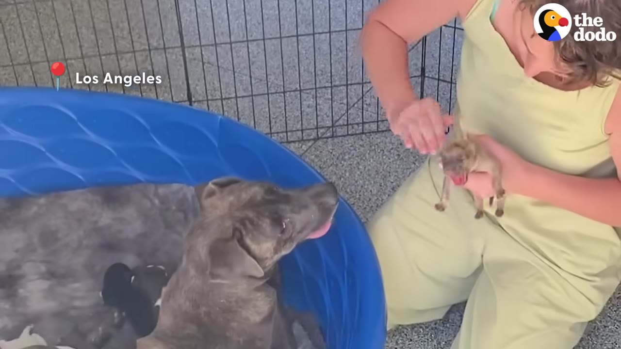 A woman in a light yellow outfit gently holds a tiny newborn puppy while a brindle dog looks up from a blue plastic pool.