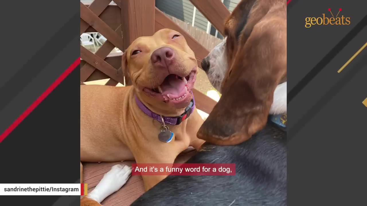 A tan pit bull with a purple collar smiles warmly next to a basset hound on a wooden deck.