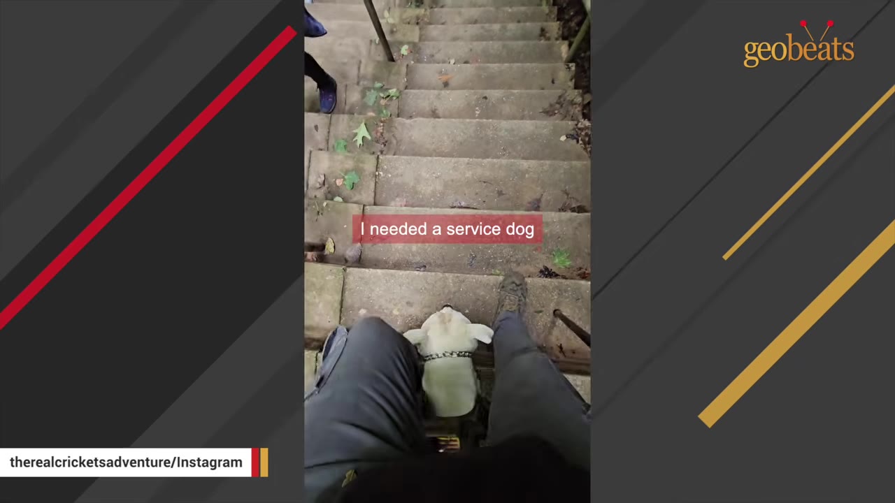 A first-person perspective looking down at a white dog sitting on concrete stairs between the legs of a person wearing grey pants and boots.