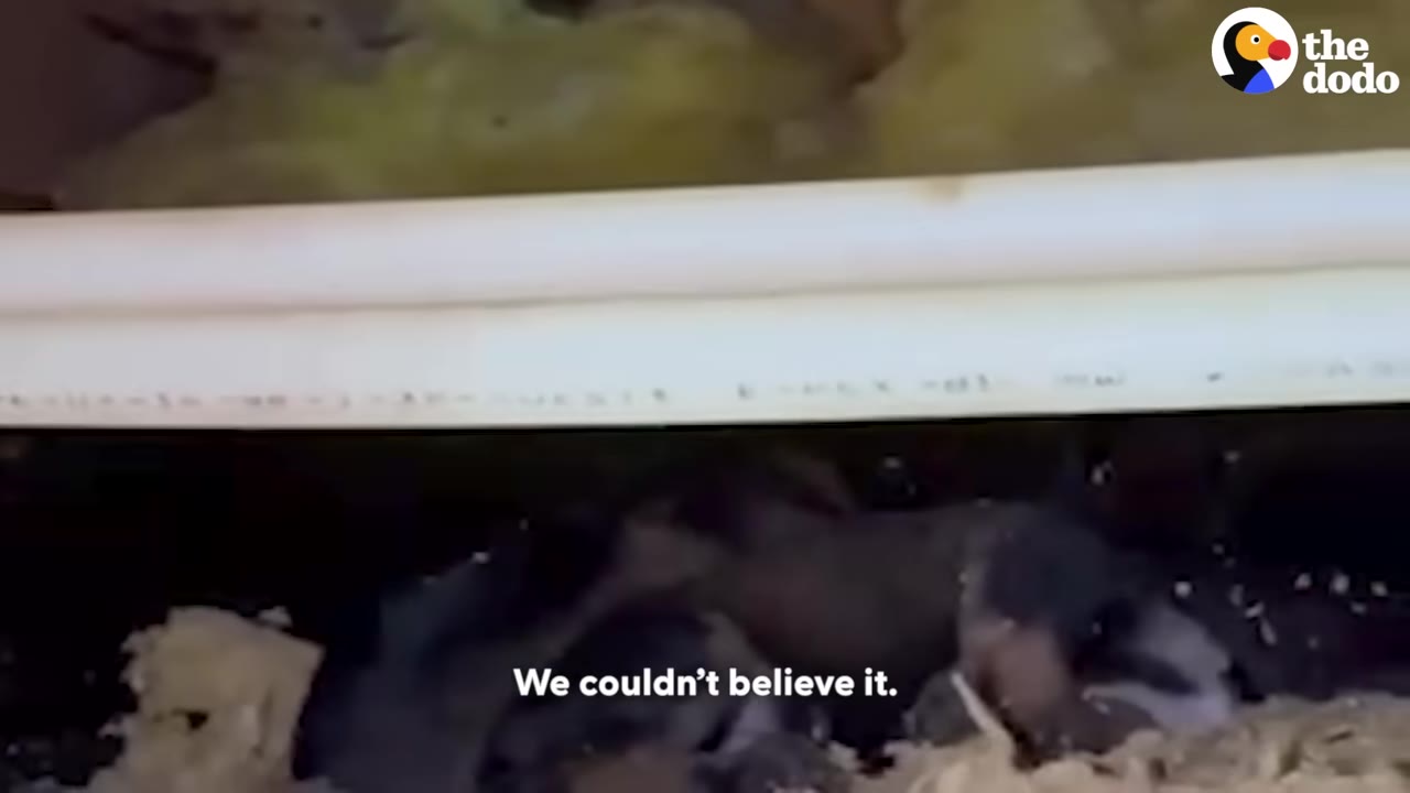 A group of small, dark-furred puppies huddled together in a dark space beneath a white pipe.