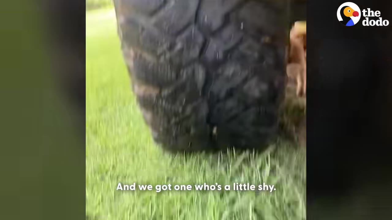 A small golden puppy hides shyly behind a large black vehicle tire on green grass.
