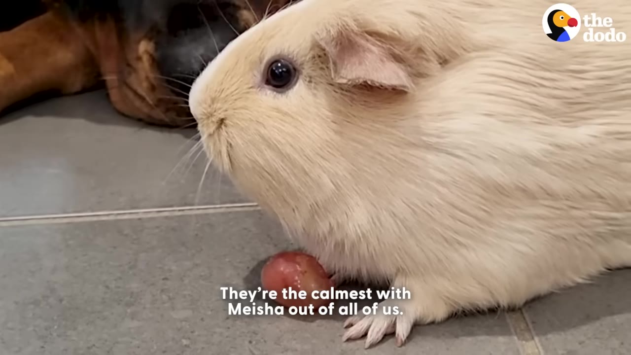 A close-up of a light cream-colored guinea pig sitting calmly on a tiled floor next to a red grape, with a dog's snout visible in the background.