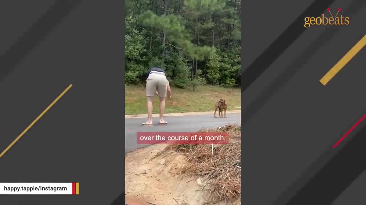 A man in a dark shirt and light shorts bends forward on an asphalt road, gently reaching out toward a skittish brown dog standing at a distance near the edge of a wooded area.