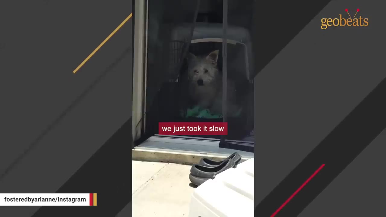 A small, light-colored dog sits inside a pet crate looking out through a screen door, with a caption reading 'we just took it slow'.