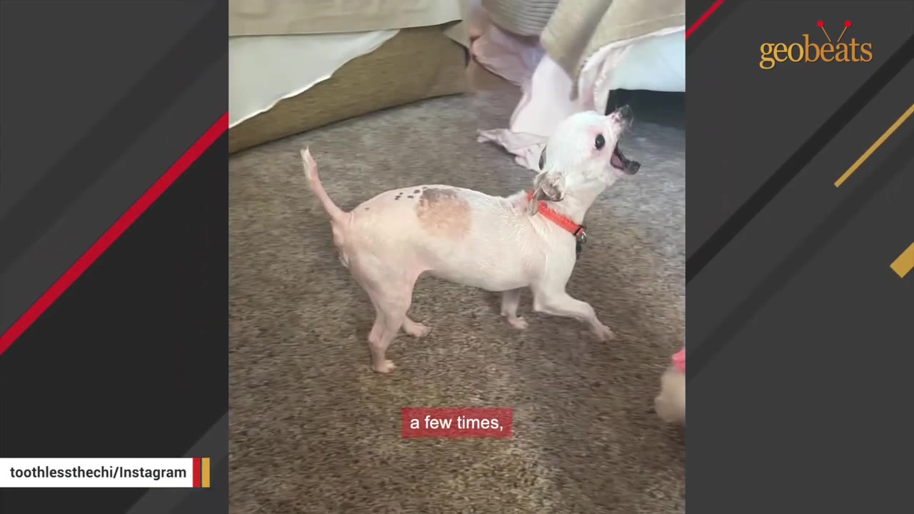 A small, senior white dog with sparse fur and a red collar stands on a carpet with its mouth wide open.