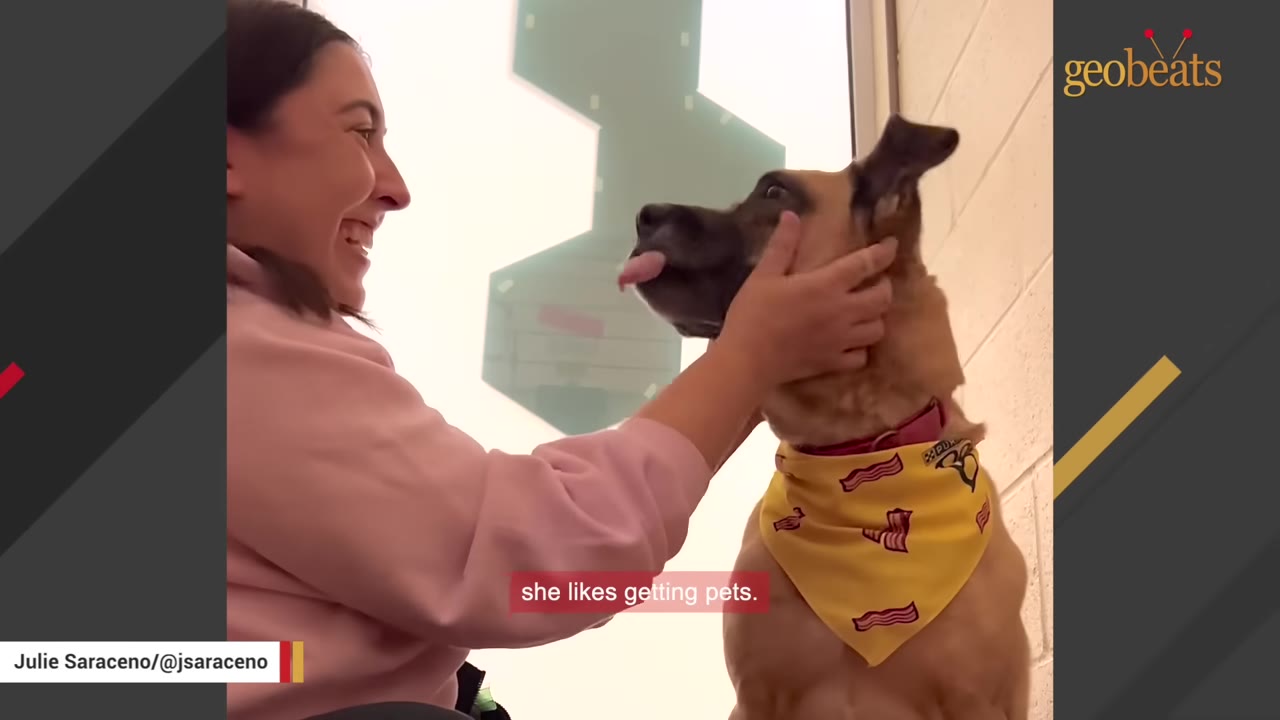 A smiling woman gently cradles the head of a tan dog wearing a yellow bacon-patterned bandana, who is happily sticking its tongue out.