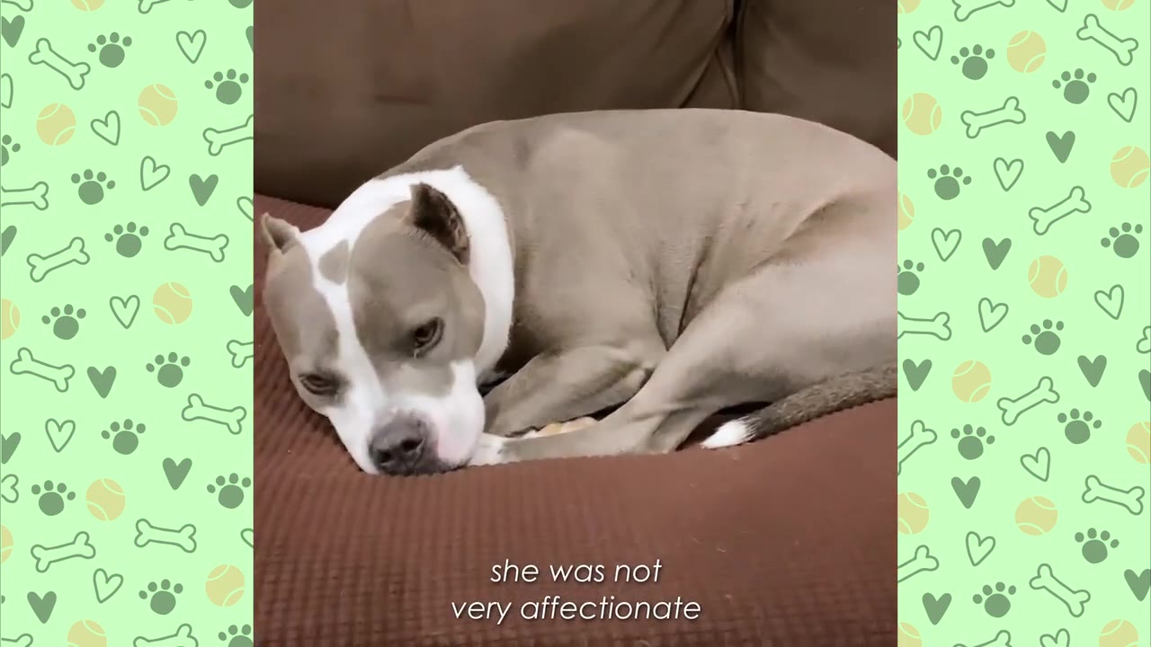 A gray and white dog curled up on a brown couch, looking away with a sad or distant expression.