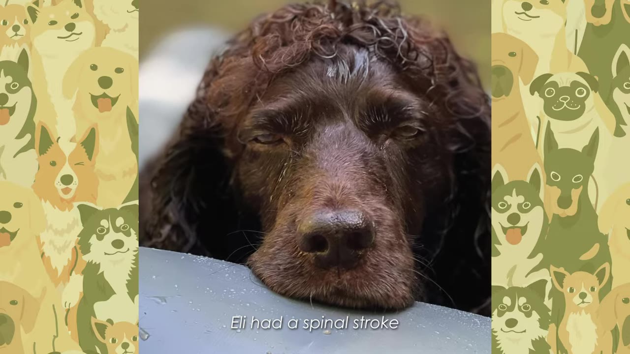 A close-up of a brown, curly-haired dog looking sad with its chin resting on a grey surface, with text reading 'Eli had a spinal stroke'.