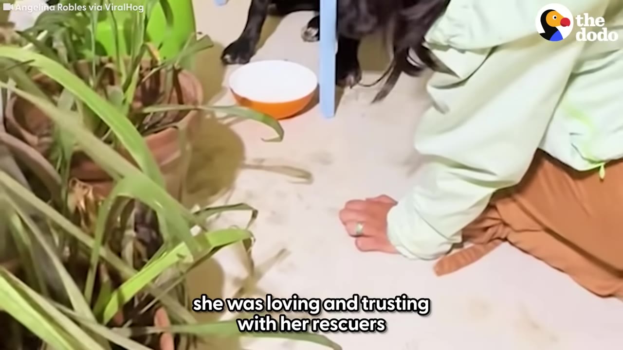 A person in a light green jacket kneels on the floor next to potted plants, near a black dog's paws and an orange bowl.