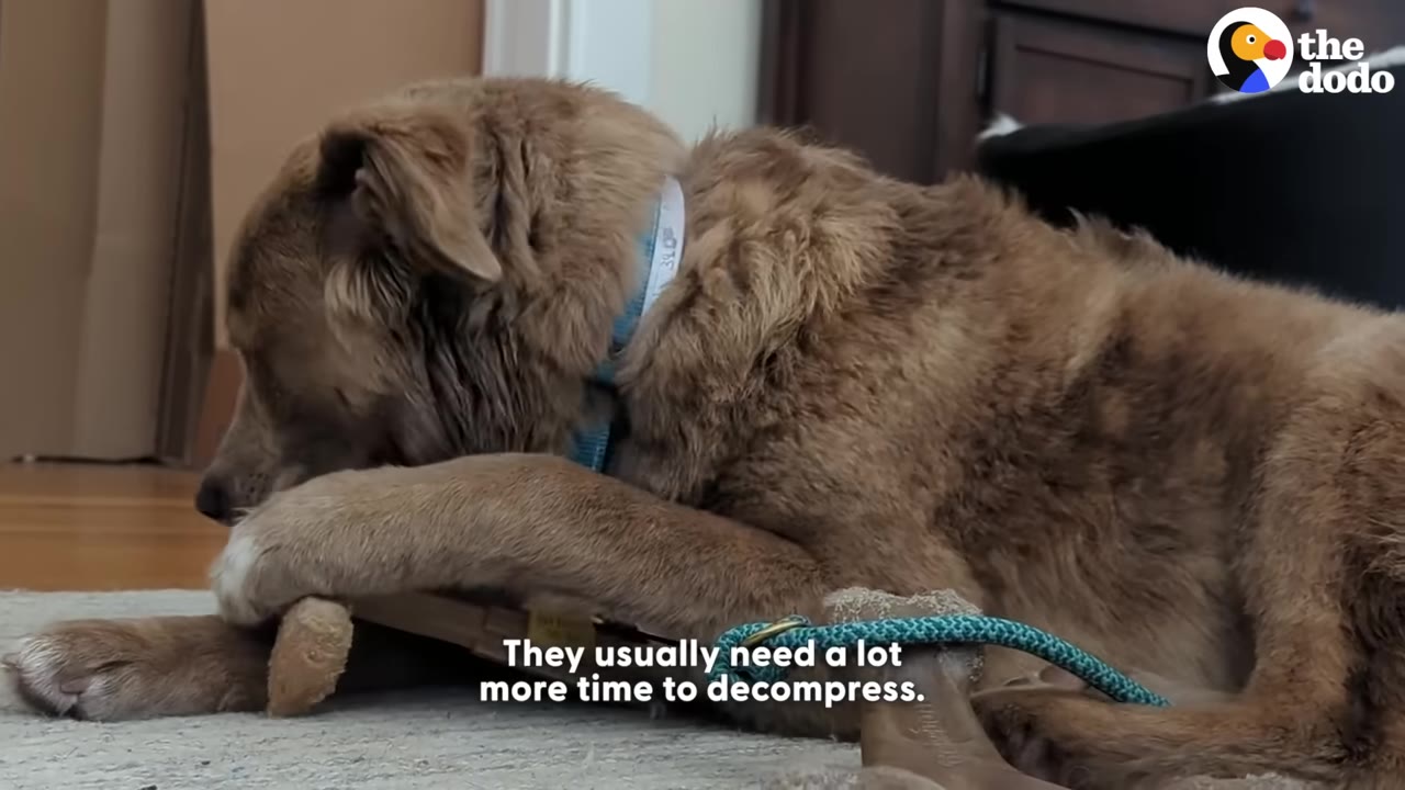 A fluffy brown dog lies on a rug, chewing on a toy, with a blue collar visible.