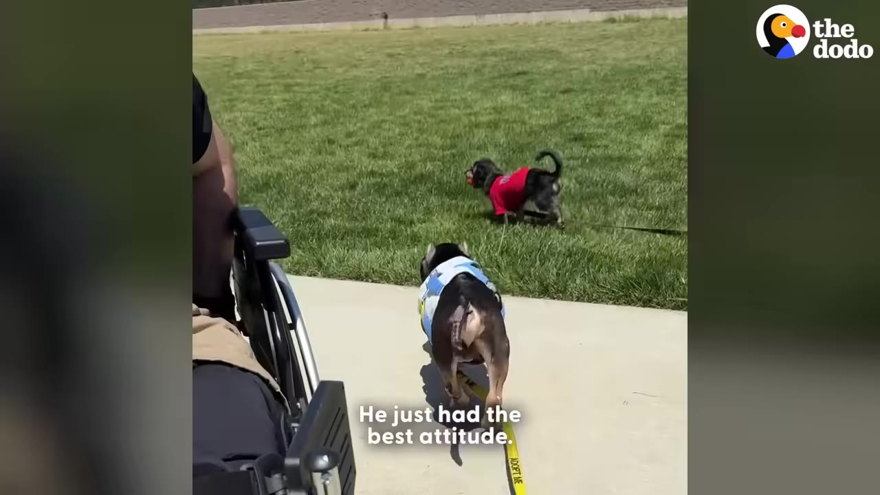 A dog wearing a blue vest walks along a paved path next to a grassy field, with text overlay reading 'He just had the best attitude.'