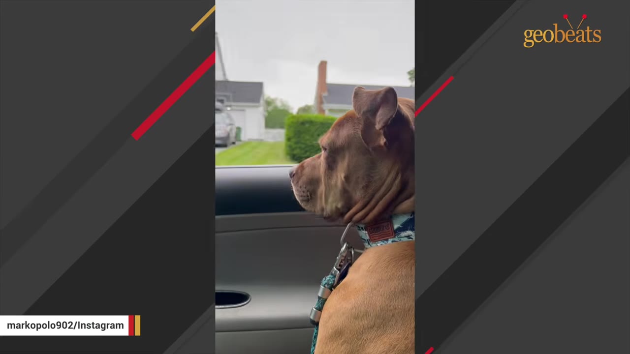 A brown bully breed dog with a blue patterned collar looks out of a car window at passing houses.