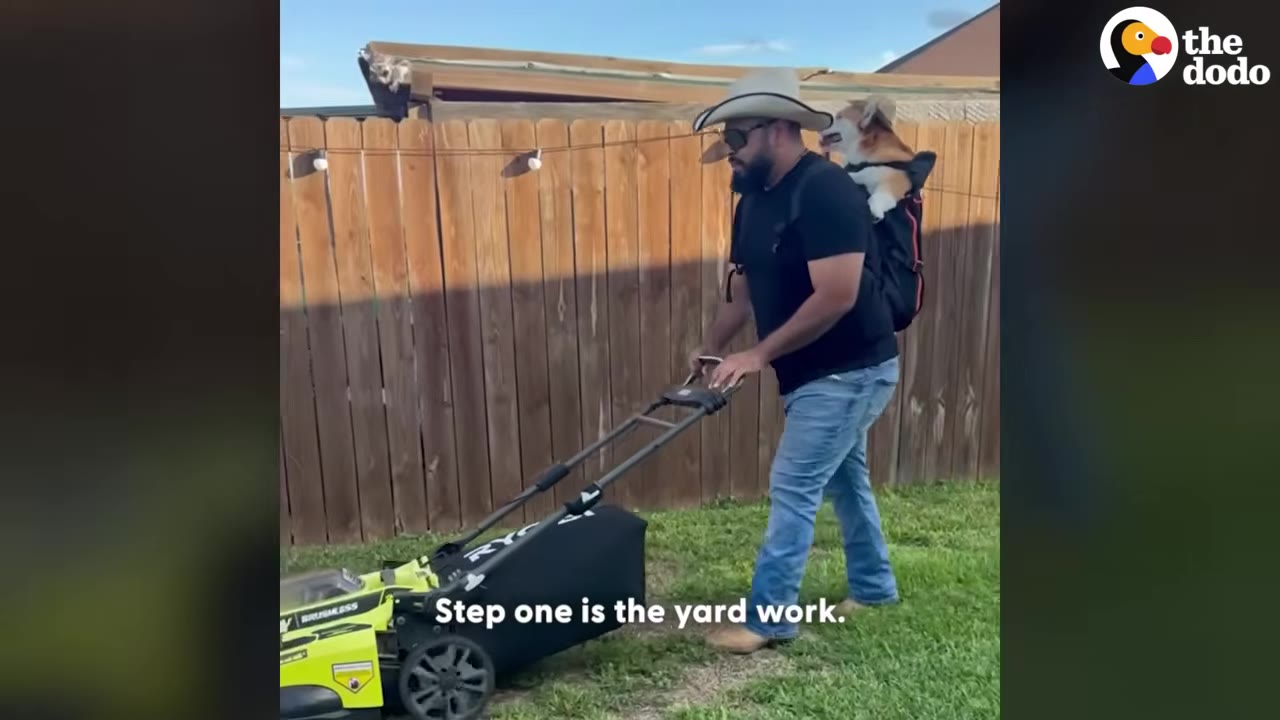 A man wearing a cowboy hat and sunglasses pushes a green lawnmower along a wooden fence, carrying a corgi in a black backpack on his back.