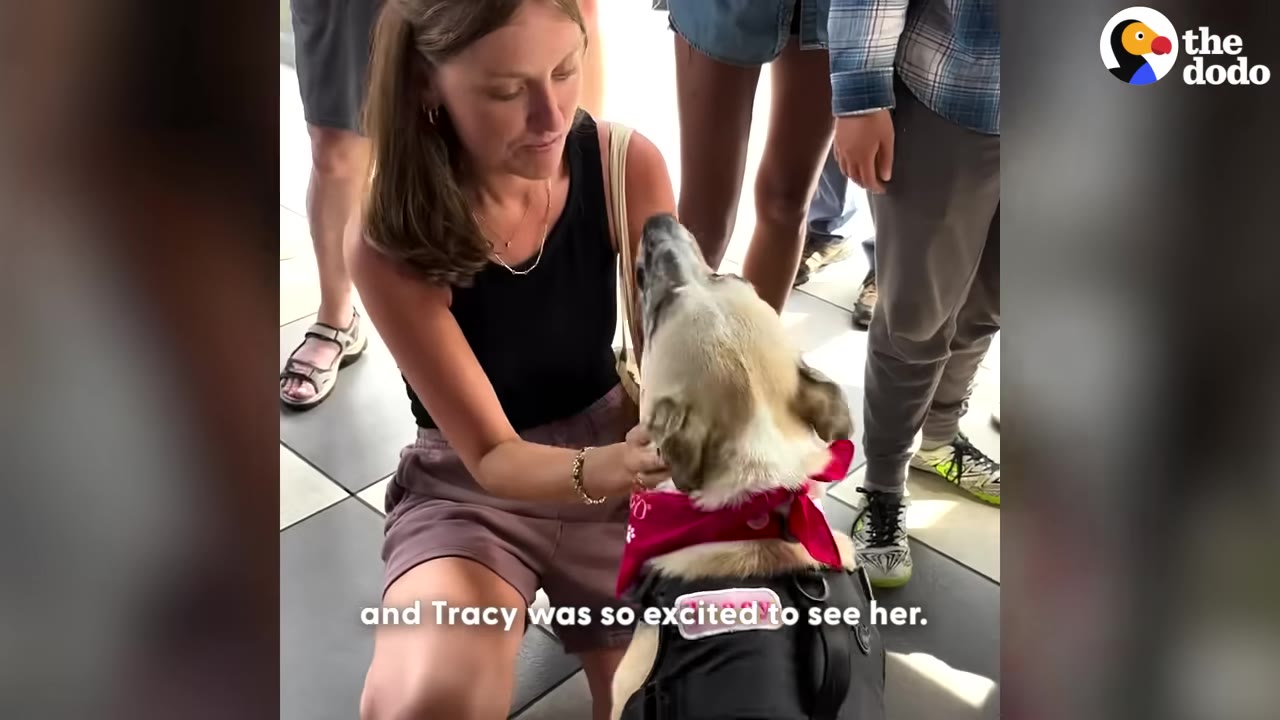 A woman kneels on a tiled floor, smiling as she gently pets a light-colored dog wearing a red bandana and a black harness, while other people stand nearby.