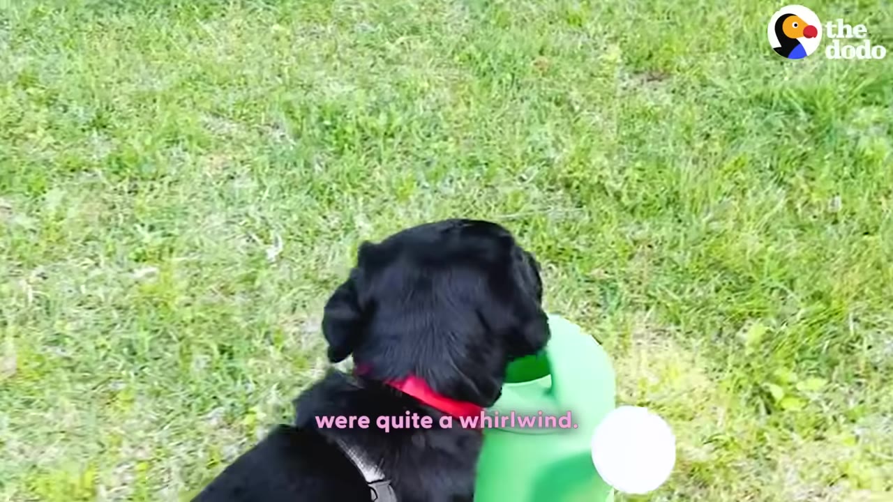 A black puppy wearing a red collar and harness carries a green plastic watering can in its mouth while standing on a grassy lawn.