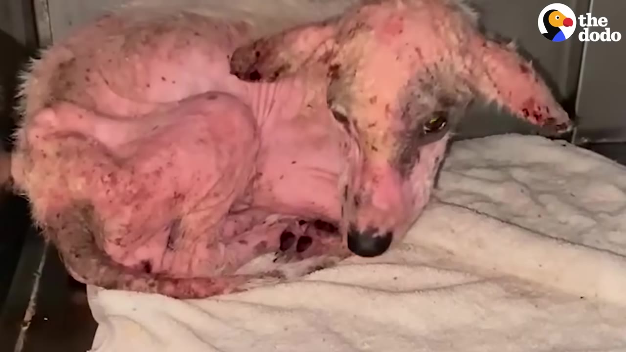 A small, hairless dog with severely irritated pink skin and scabs curls up on a white towel in a veterinary kennel.