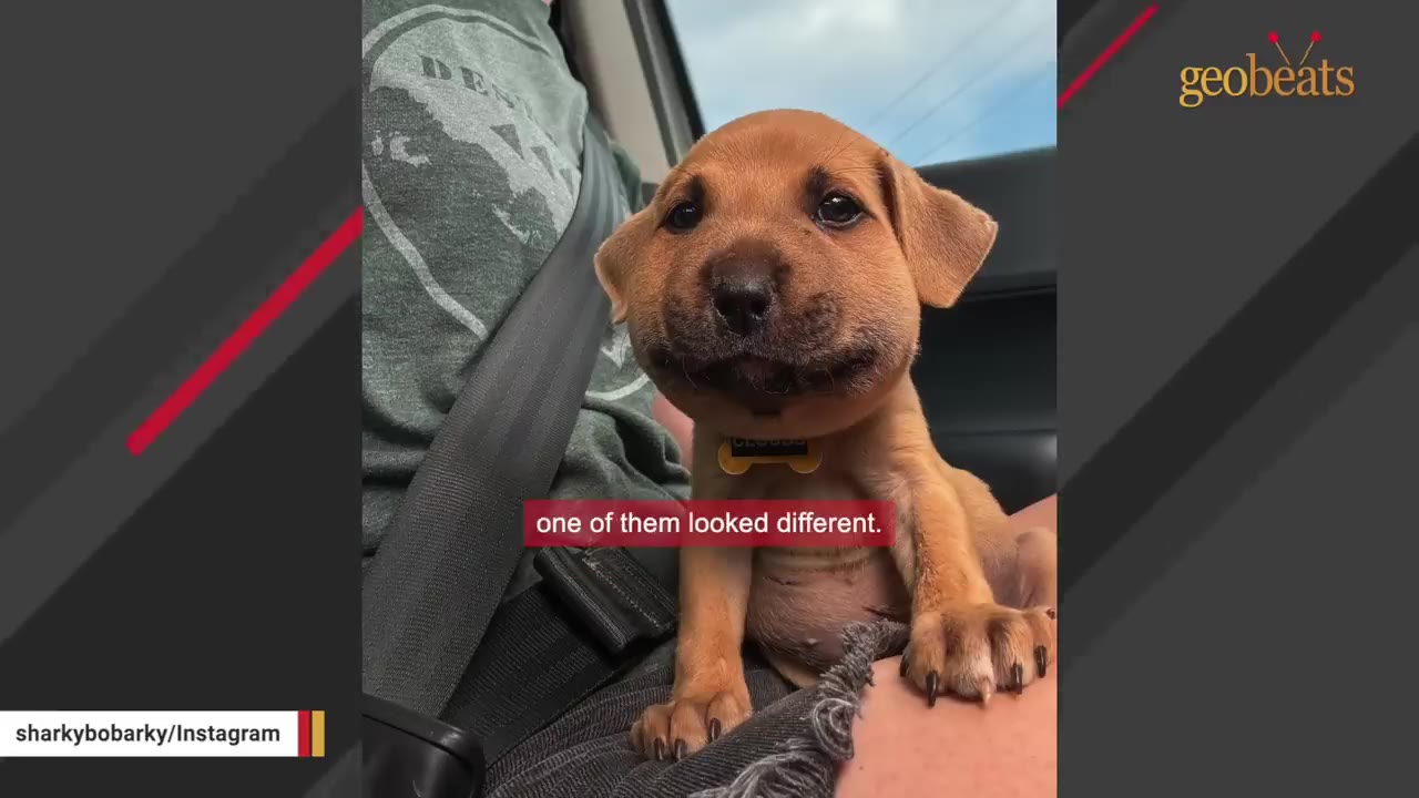 A brown puppy with a swollen face sits in a car next to a person wearing a grey shirt.