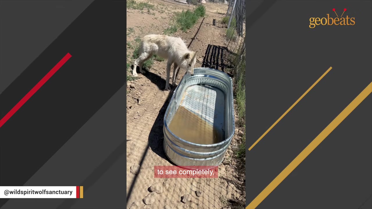 A white wolfdog stands cautiously next to a large metal water trough inside a fenced enclosure.