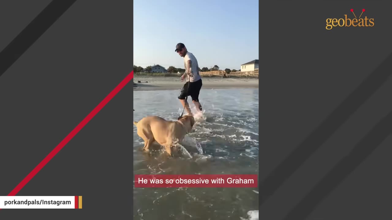 A man in a baseball cap and shorts walks through shallow ocean water on a beach, leading a tan dog on a leash.