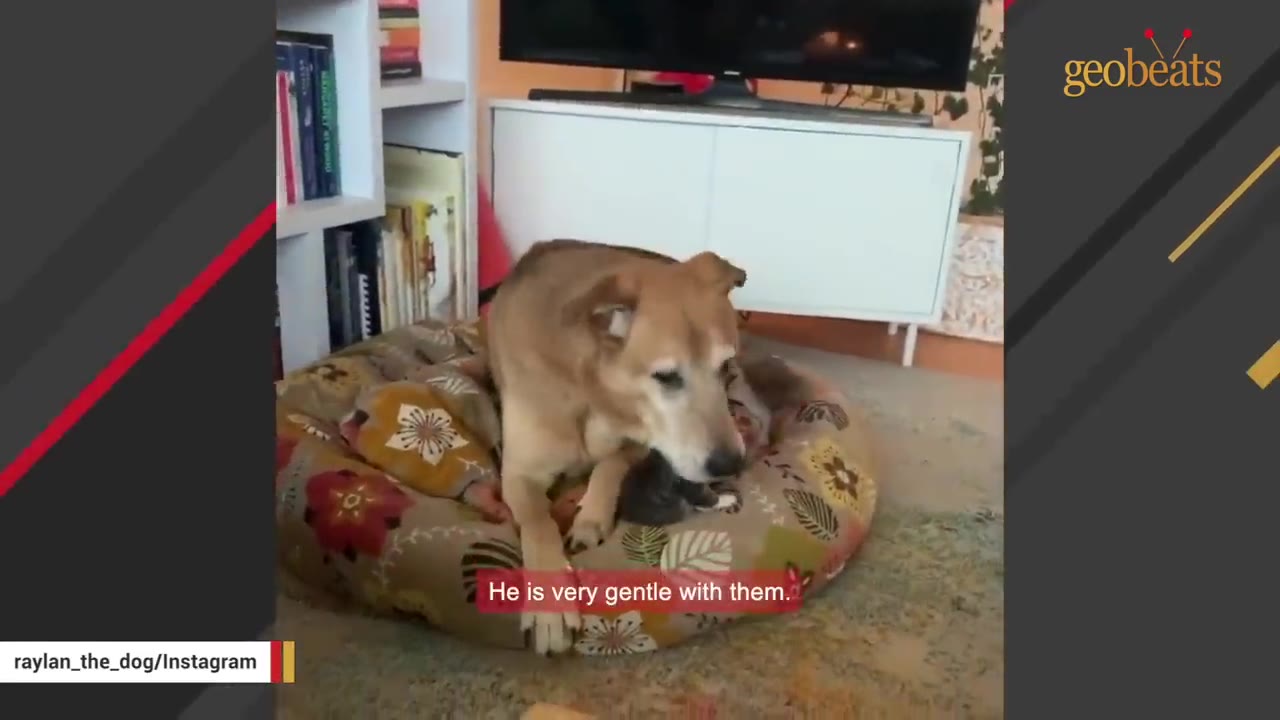 A tan dog sits gently in a patterned dog bed next to a small kitten.