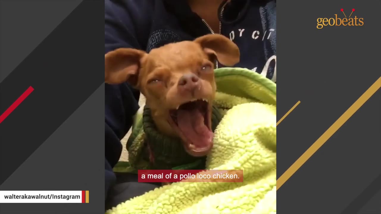 A small brown dog wrapped in a green blanket with its mouth wide open, appearing to yawn or chew, with a subtitle reading 'a meal of a pollo loco chicken.'