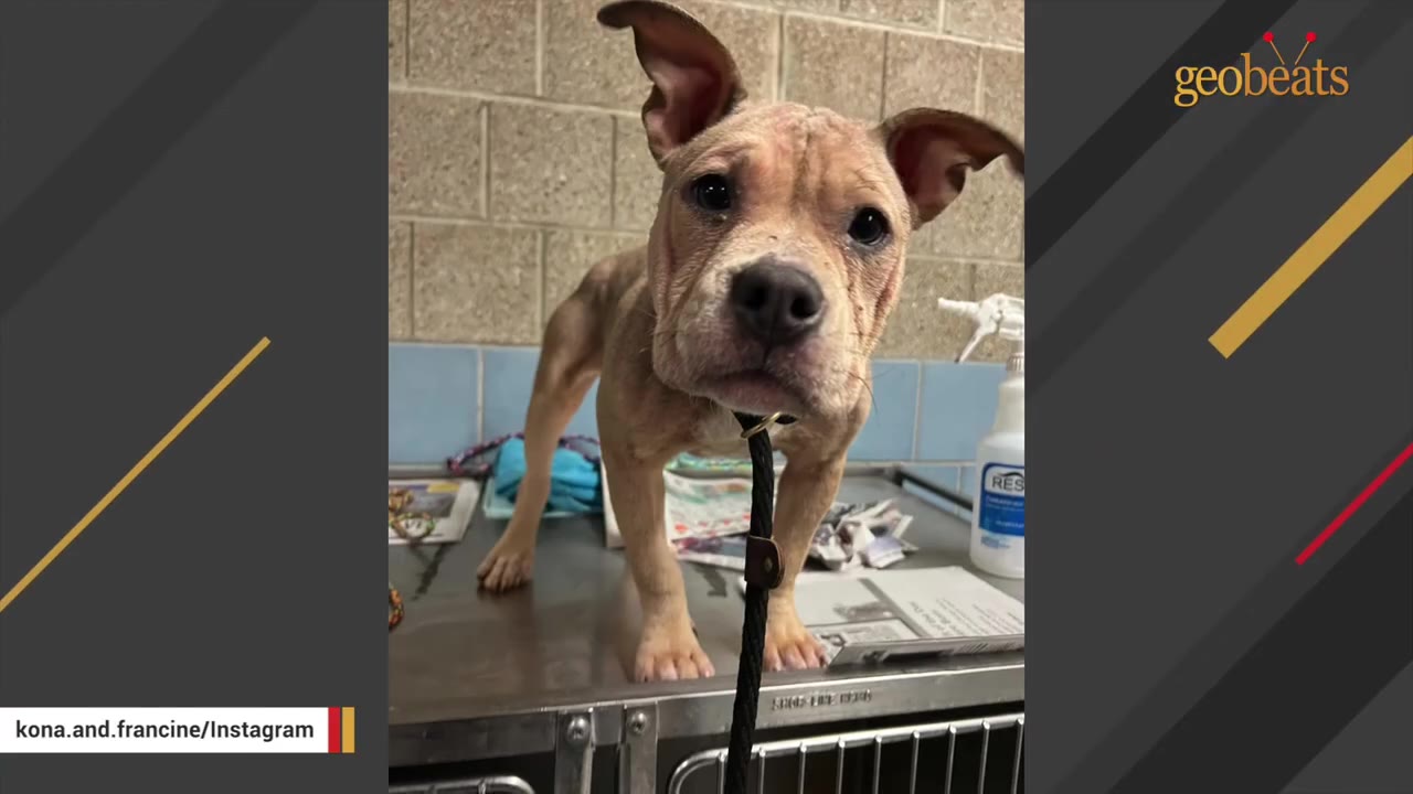 A light brown puppy with floppy ears stands on a metal examination table in a clinic or shelter setting, looking directly at the camera.