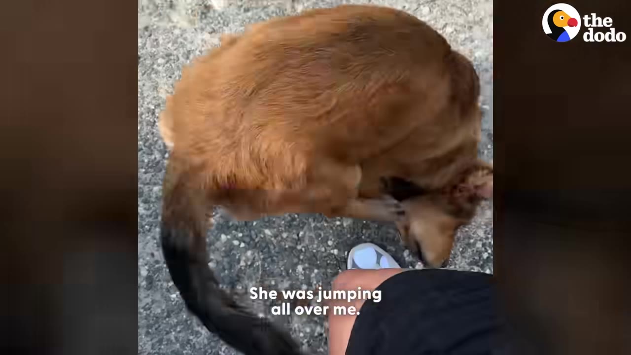 A brown puppy excitedly jumps up against a person's leg on a gravel path.