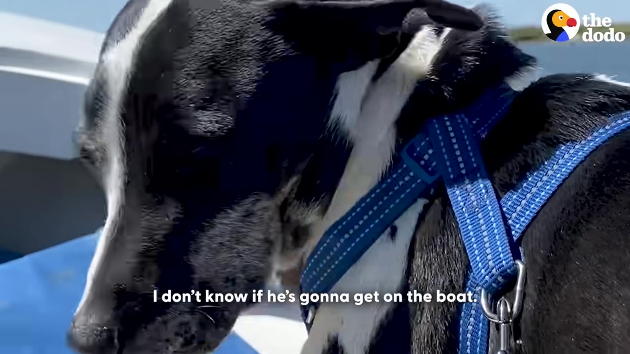 A close-up of a black and white dog wearing a blue harness on a boat.