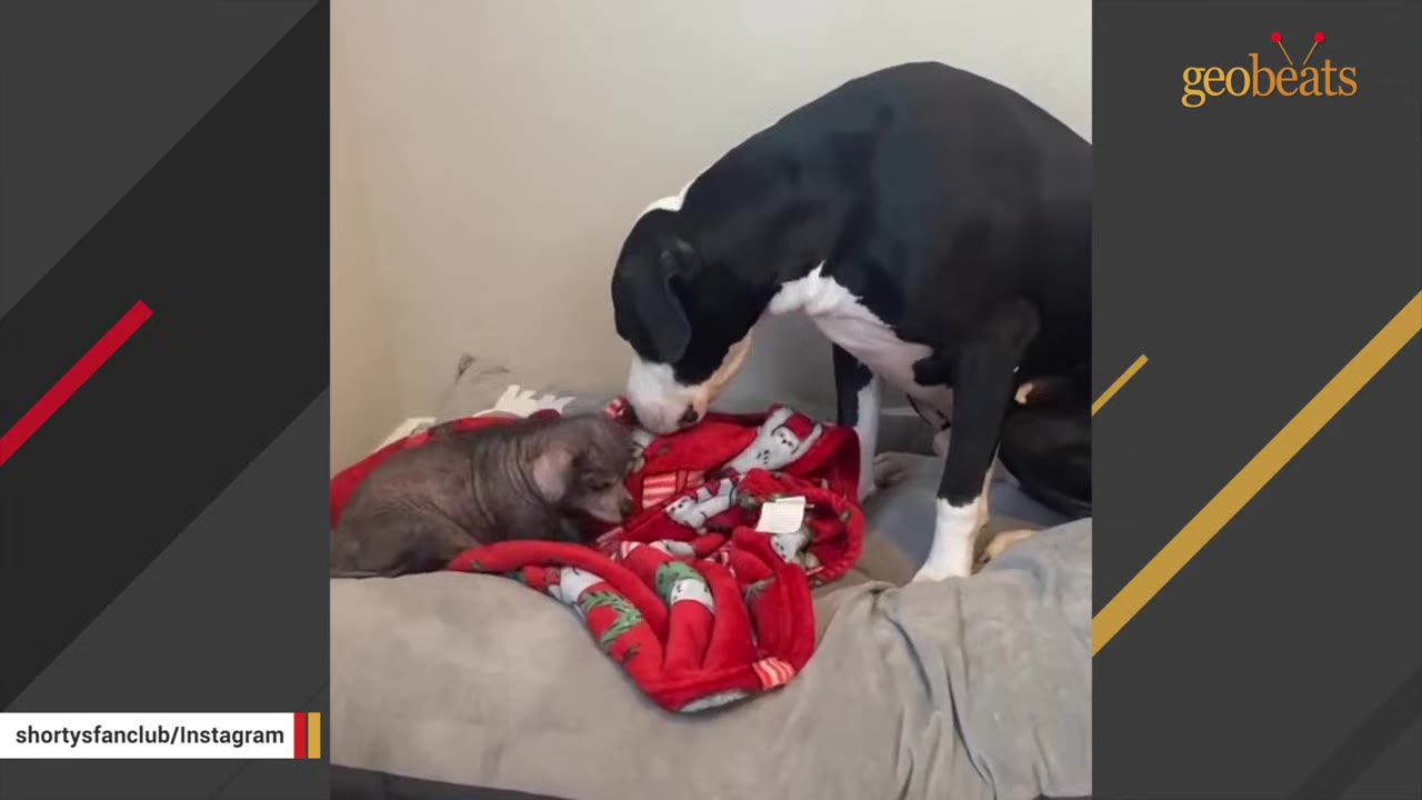 A large black and white dog gently sniffs a small, dark puppy resting on a red blanket on a dog bed.