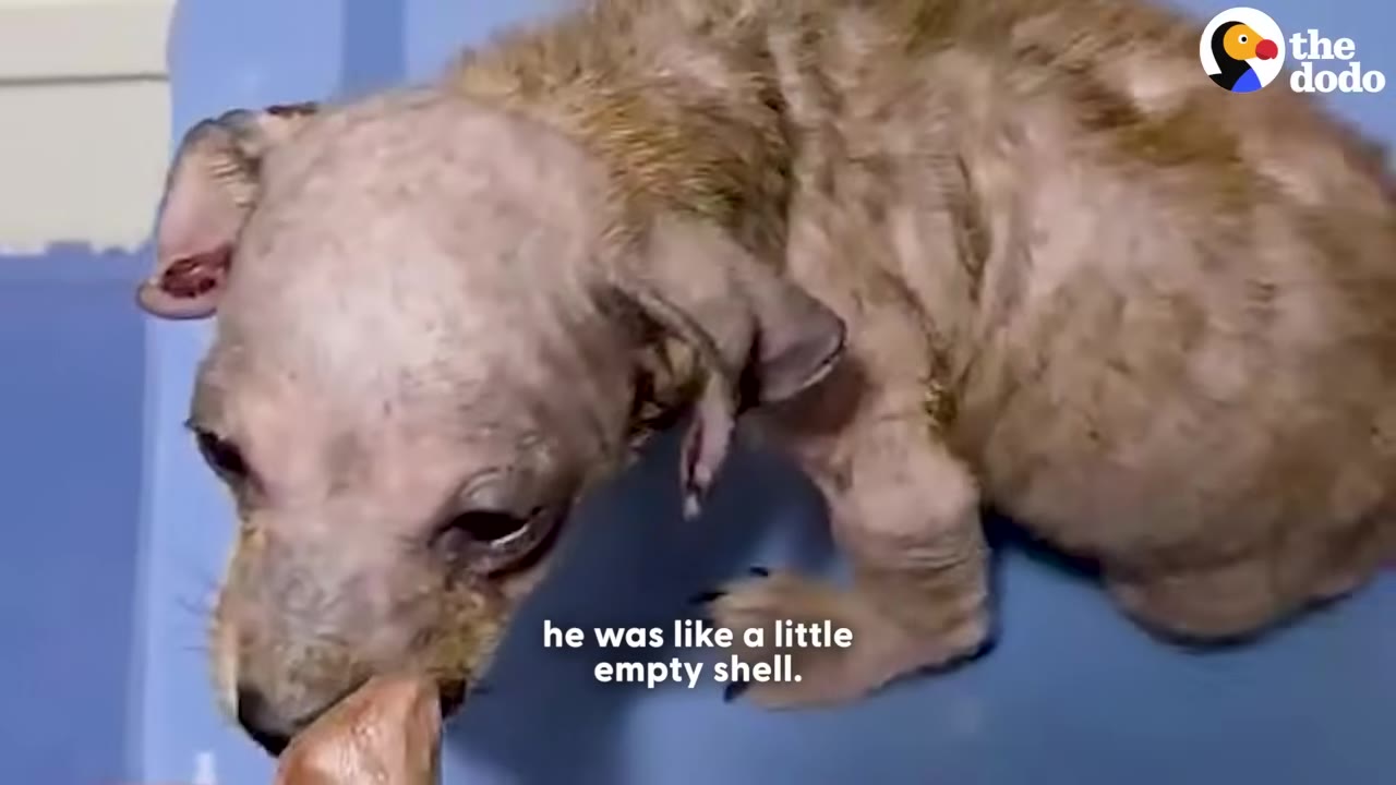 A small, frail puppy with severe hair loss and skin issues stands on a blue surface.