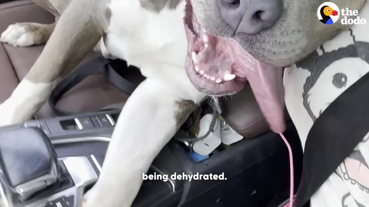 A close-up shot of a light-colored dog panting heavily with its tongue out inside a car, with the caption 'being dehydrated' on the screen.