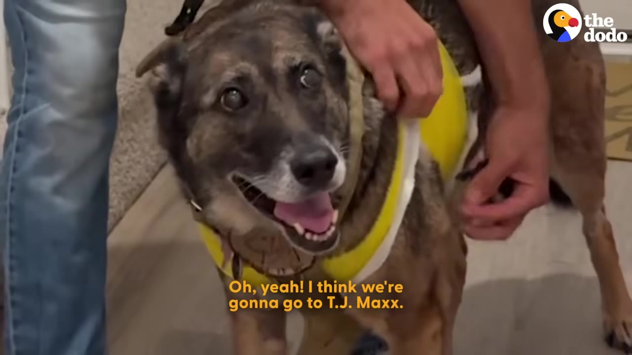 A happy brown dog wearing a yellow raincoat is being prepared by its owner to go out.