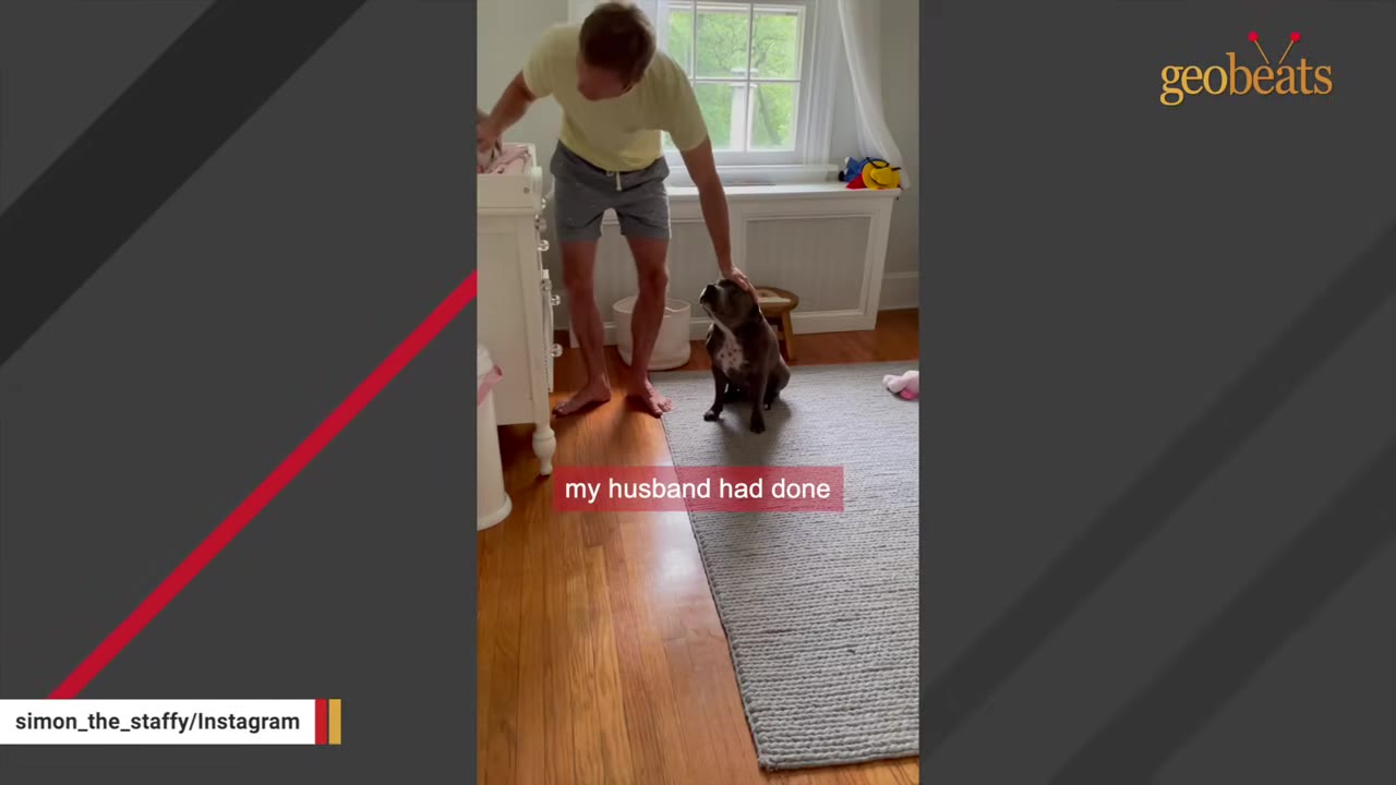 A man in a yellow t-shirt and grey shorts gently pets a grey Staffordshire Bull Terrier sitting on a rug inside a living room.