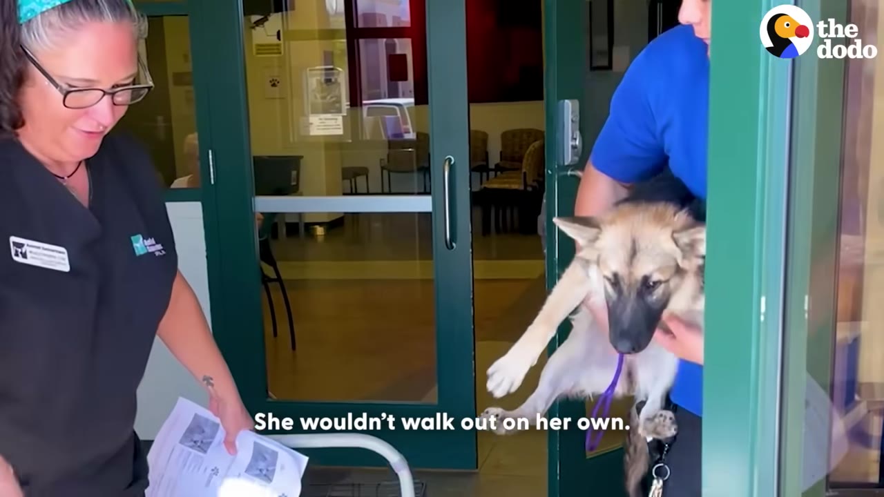A man in a blue shirt carries a German Shepherd puppy out of a glass door, while a woman in black scrubs watches.
