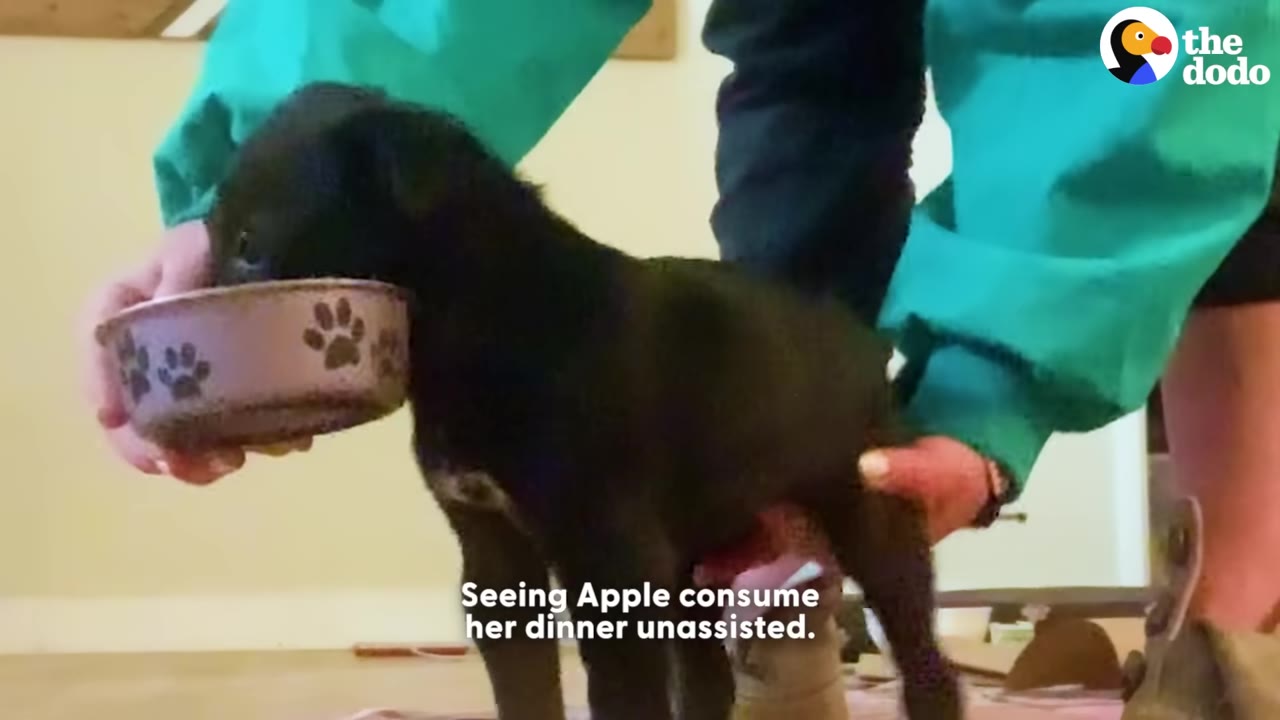 A small black puppy stands on its own four legs, supported gently by a person's hands, as it eats from a pink bowl decorated with paw prints.