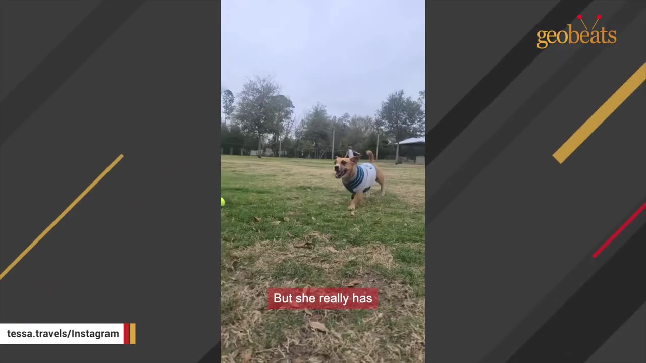 A happy brown dog wearing a blue and white striped sweater runs across a grassy field.