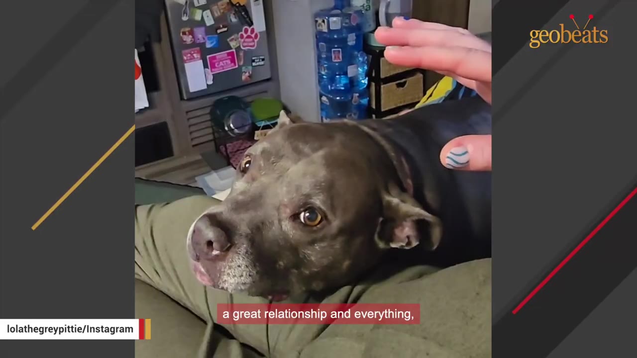 A grey pit bull rests her head on a person's lap in green pants while a hand gently hovers near her back.