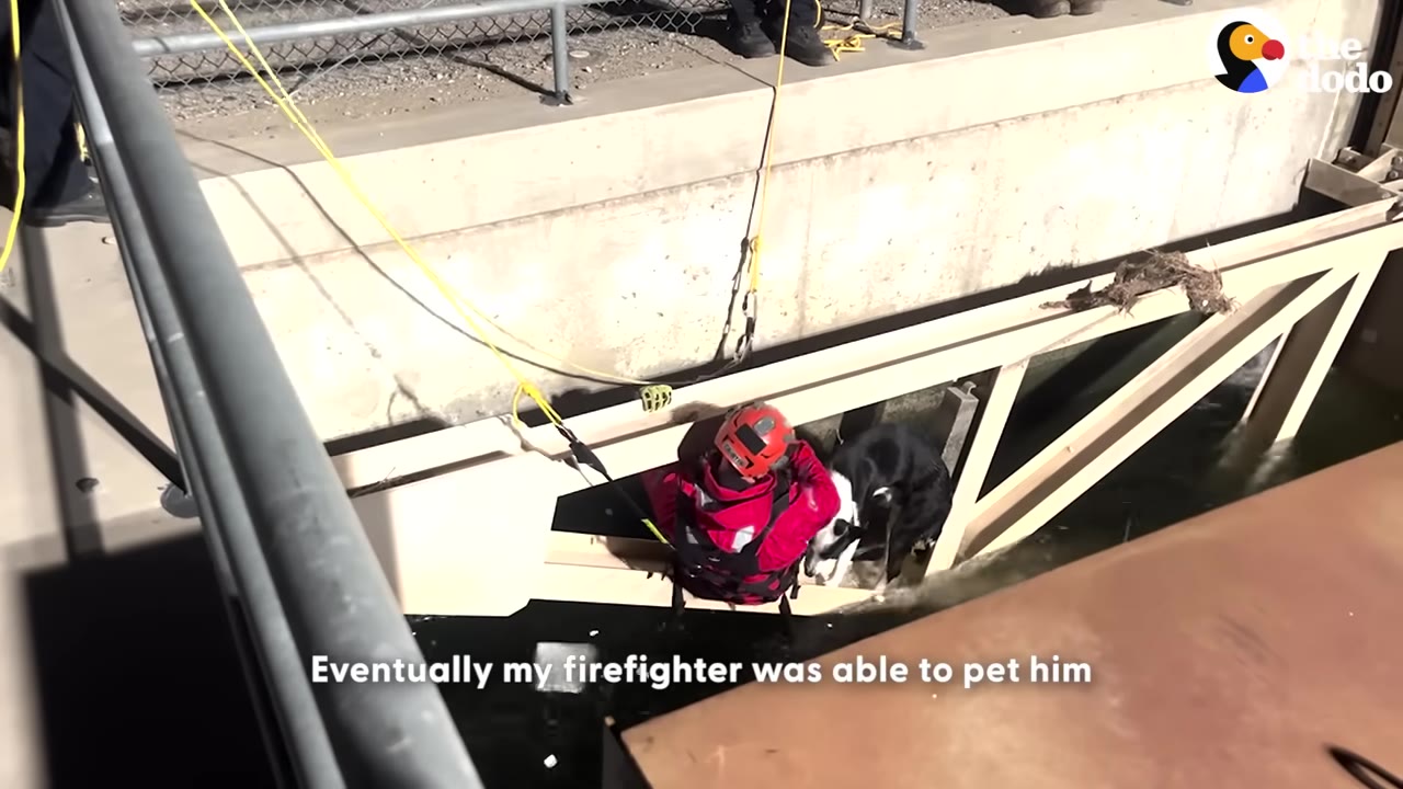 A firefighter in a red jacket and safety helmet is lowered by ropes down a concrete wall to reach a black and white dog stranded on a ledge.