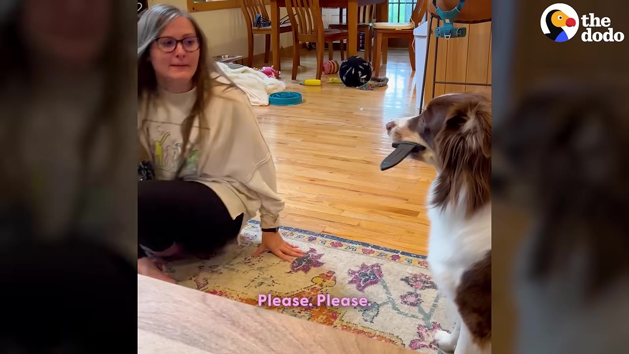 A brown and white dog holds a black plastic prop in its mouth while sitting in front of a woman on a rug.