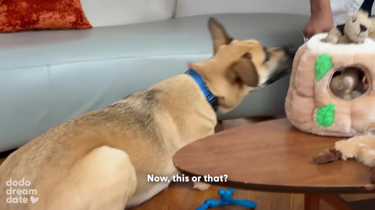 A tan dog with a blue collar looks towards a plush toy tree trunk on a wooden coffee table, with the subtitle 'Now, this or that?' on screen.