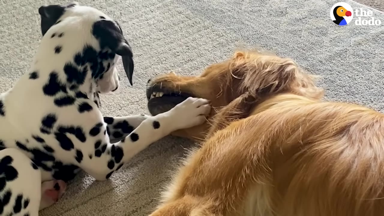 A Dalmatian puppy reaches out with its paw to touch the snout of a golden retriever lying down on the carpet.