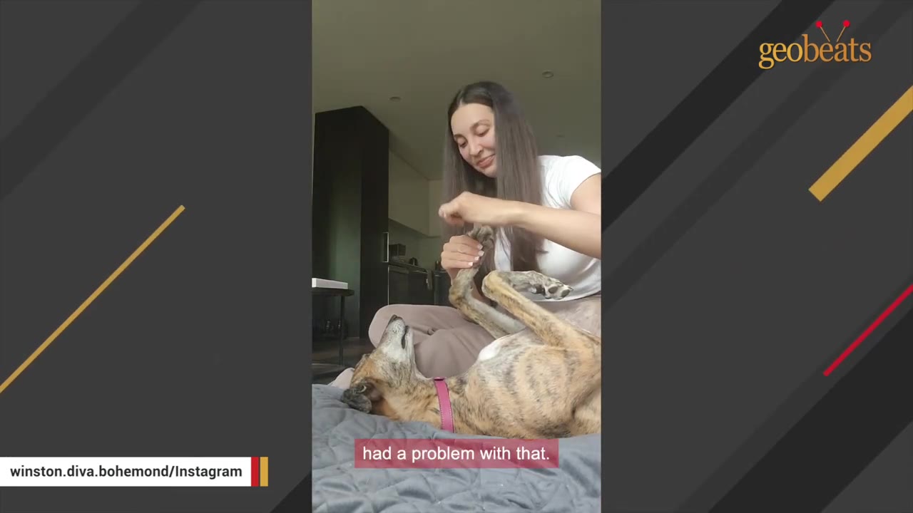 A woman smiles as she holds the paw of a brindle dog lying on its back on a grey cushion.